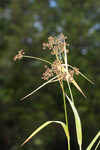 Georgia bulrush